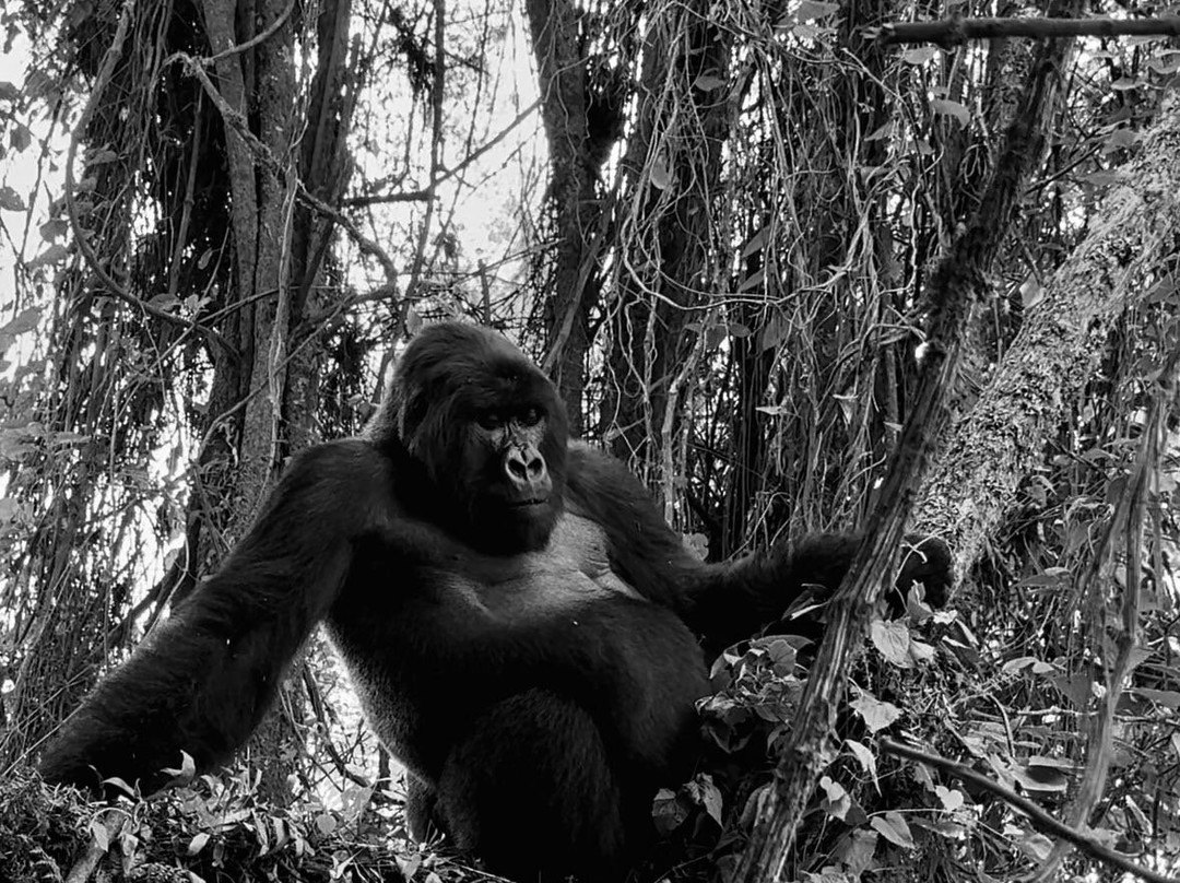 Gorilla Trek Africa-吉佳利必去景点