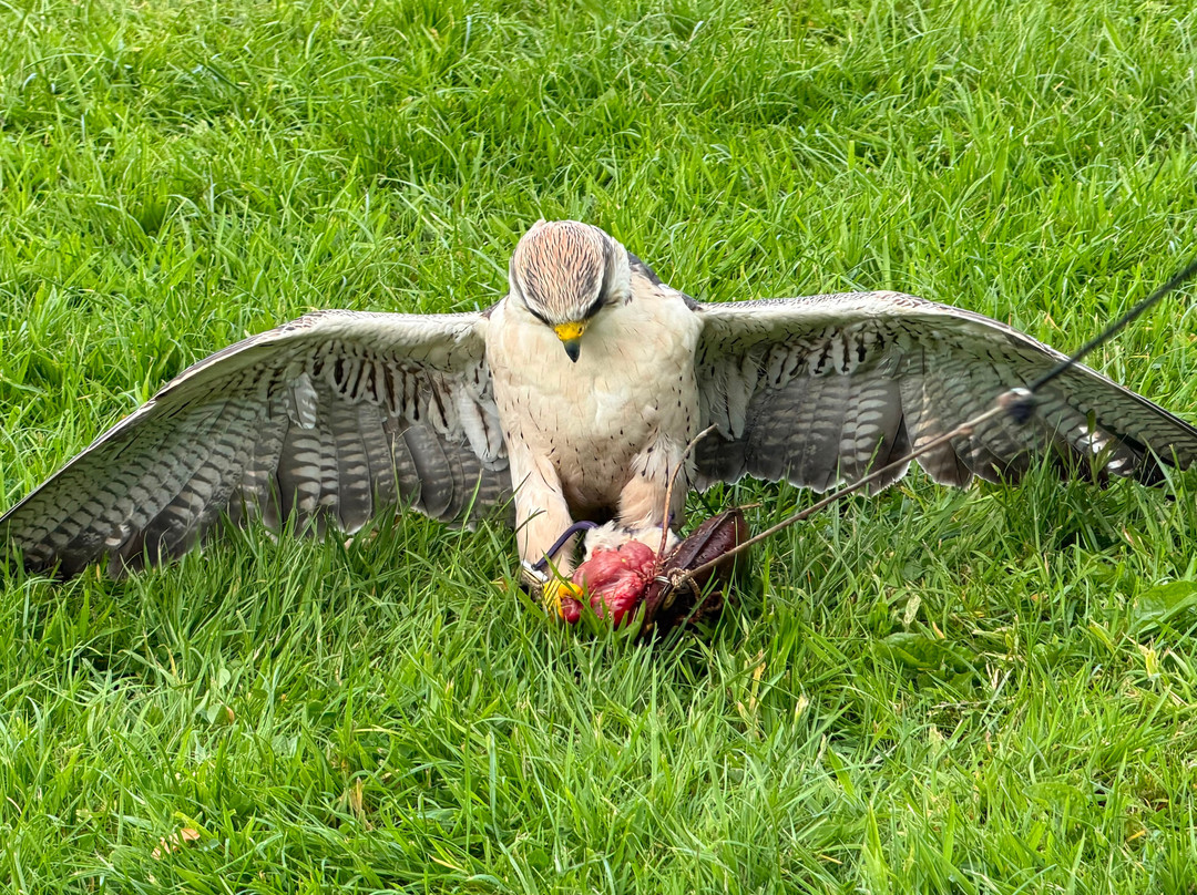 Hawkeye School of Falconry-基尔肯尼必去景点
