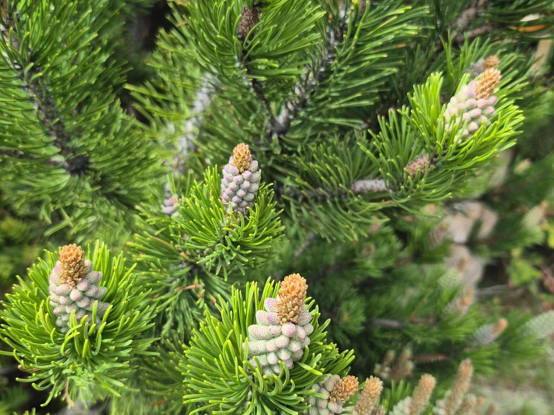 Betty Ford Alpine Gardens-韦尔必去景点