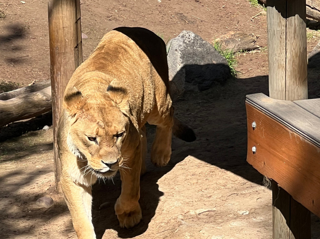 Idaho Falls Zoo-爱达荷福尔斯必去景点