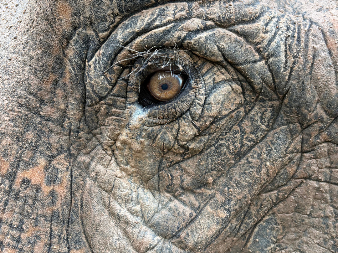 Maerim Elephant Sanctuary-夜林必去景点