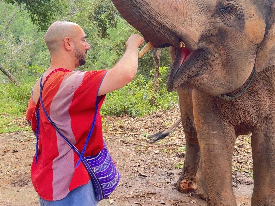 Elephant Freedom Village-清迈必去景点