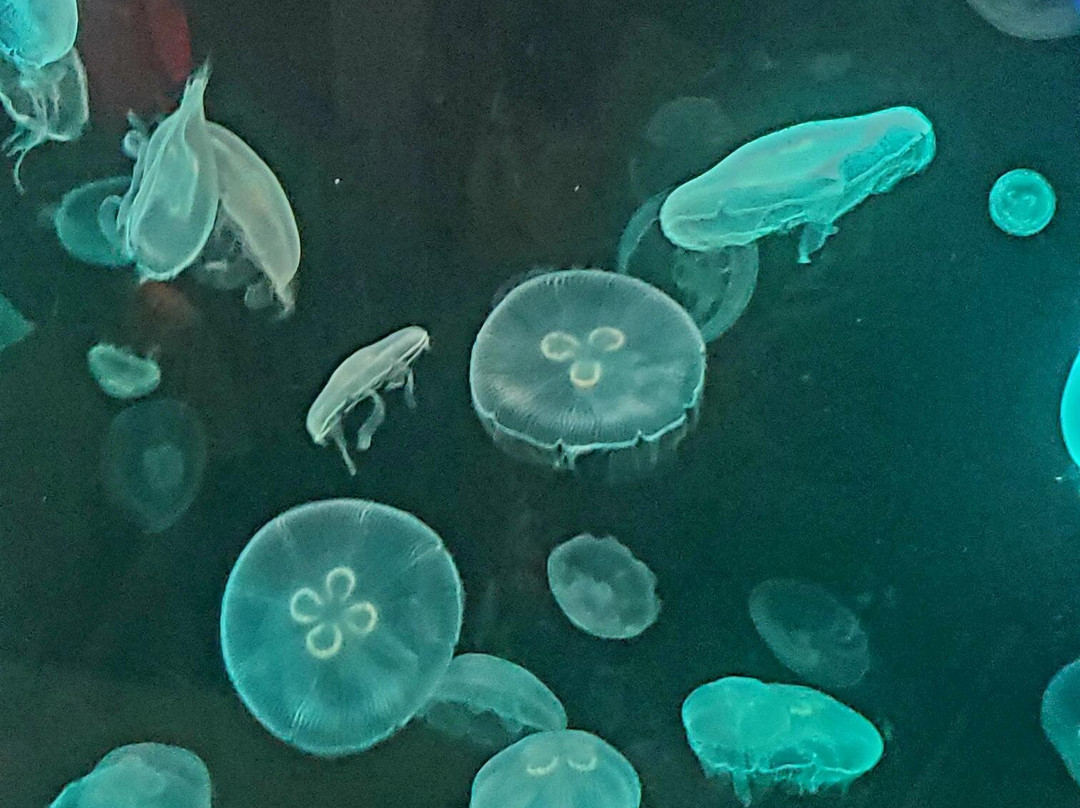 South Carolina Aquarium-查尔斯顿必去景点