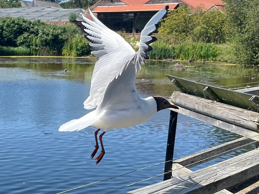 Pensthorpe-Fakenham必去景点