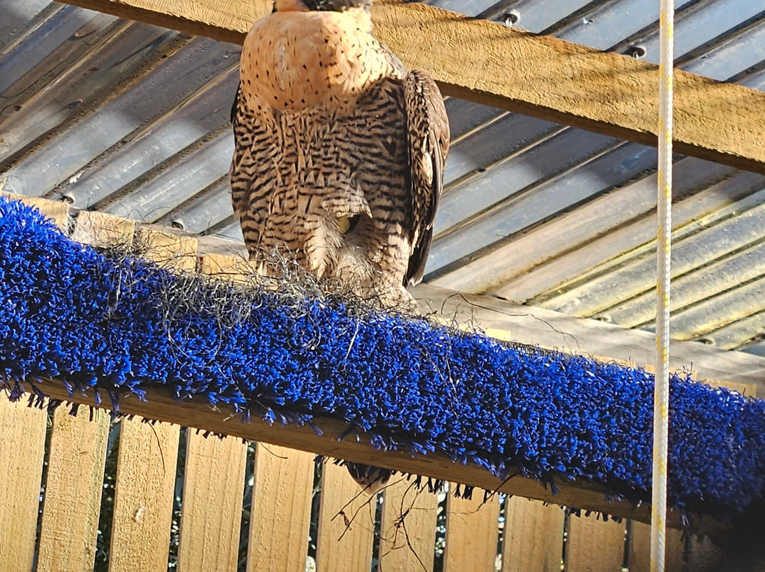 Raptor Refuge-Kettering必去景点