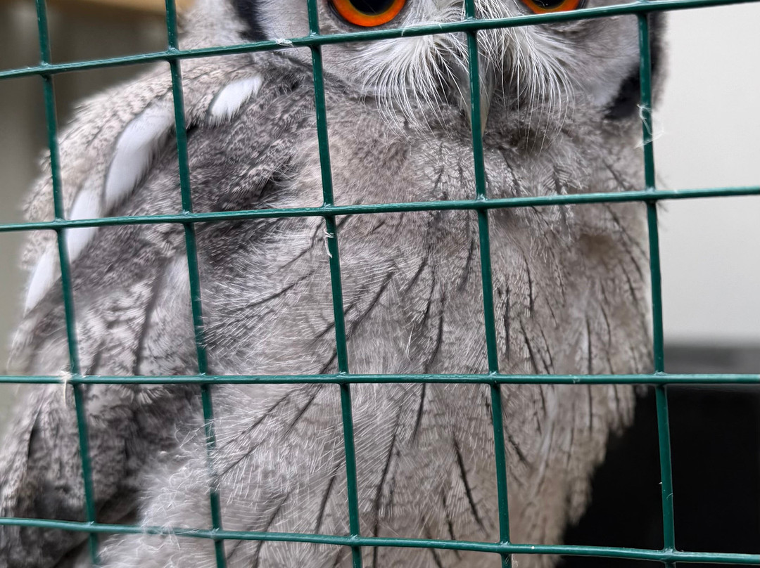 SMJ Falconry-Oxenhope必去景点