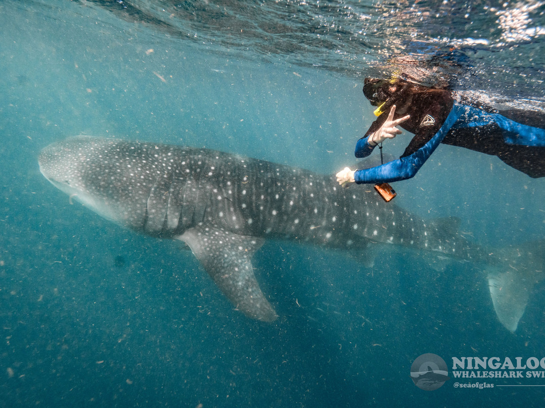 Ningaloo Whaleshark Swim-埃克斯茅斯必去景点