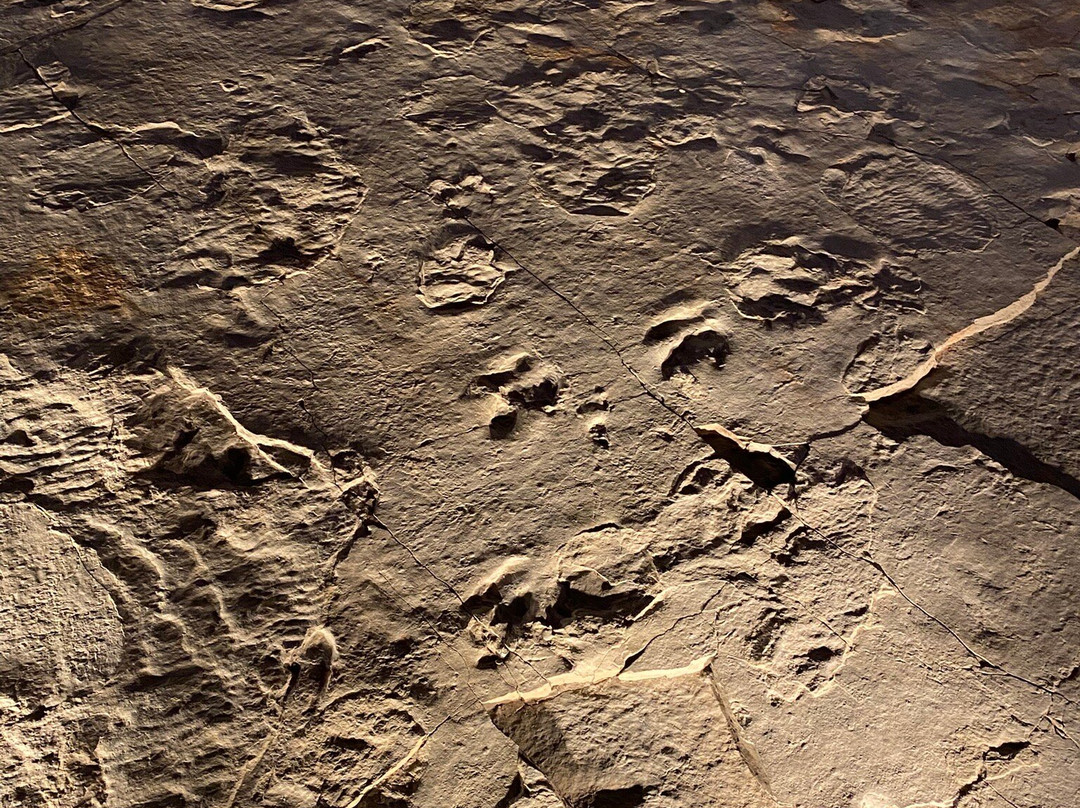 Dinosaur State Park & Arboretum-罗基希尔必去景点