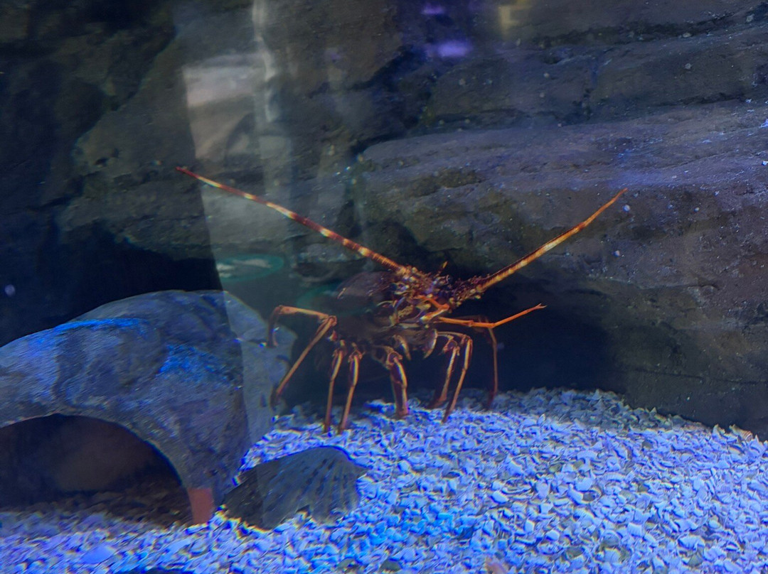 Marine Discovery Centre & Whitby Lobster Hatchery-惠特比必去景点