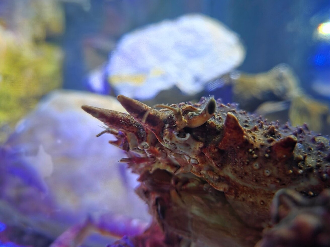 Sea Life Blackpool-黑潭必去景点