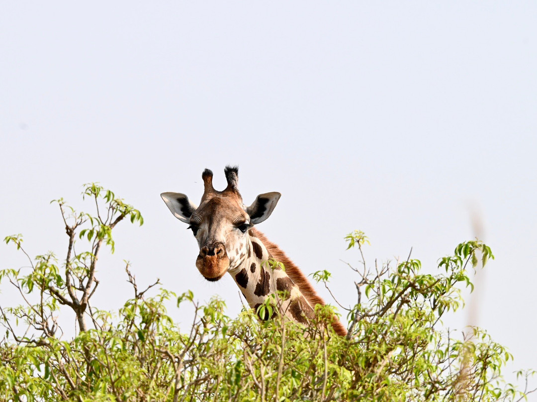 Grassrootz Adventures Uganda-坎帕拉必去景点