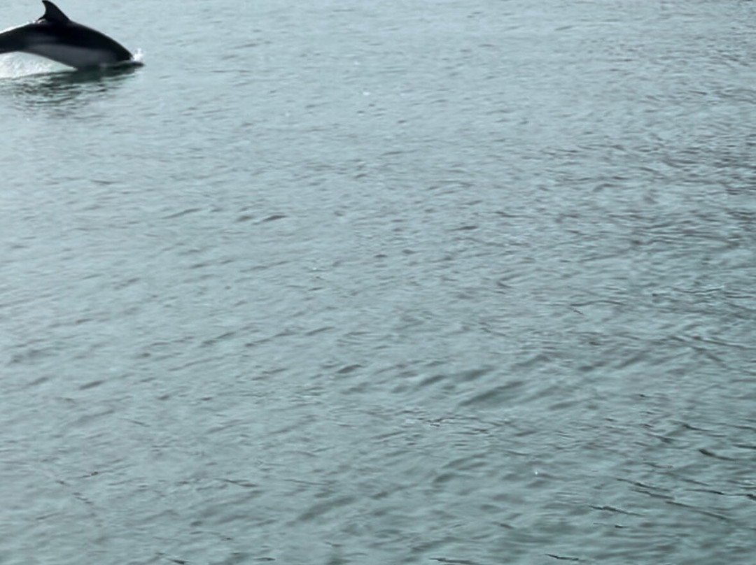 Dolphin Spotting Boat Trips (by New Quay Boat Trips)-纽基必去景点