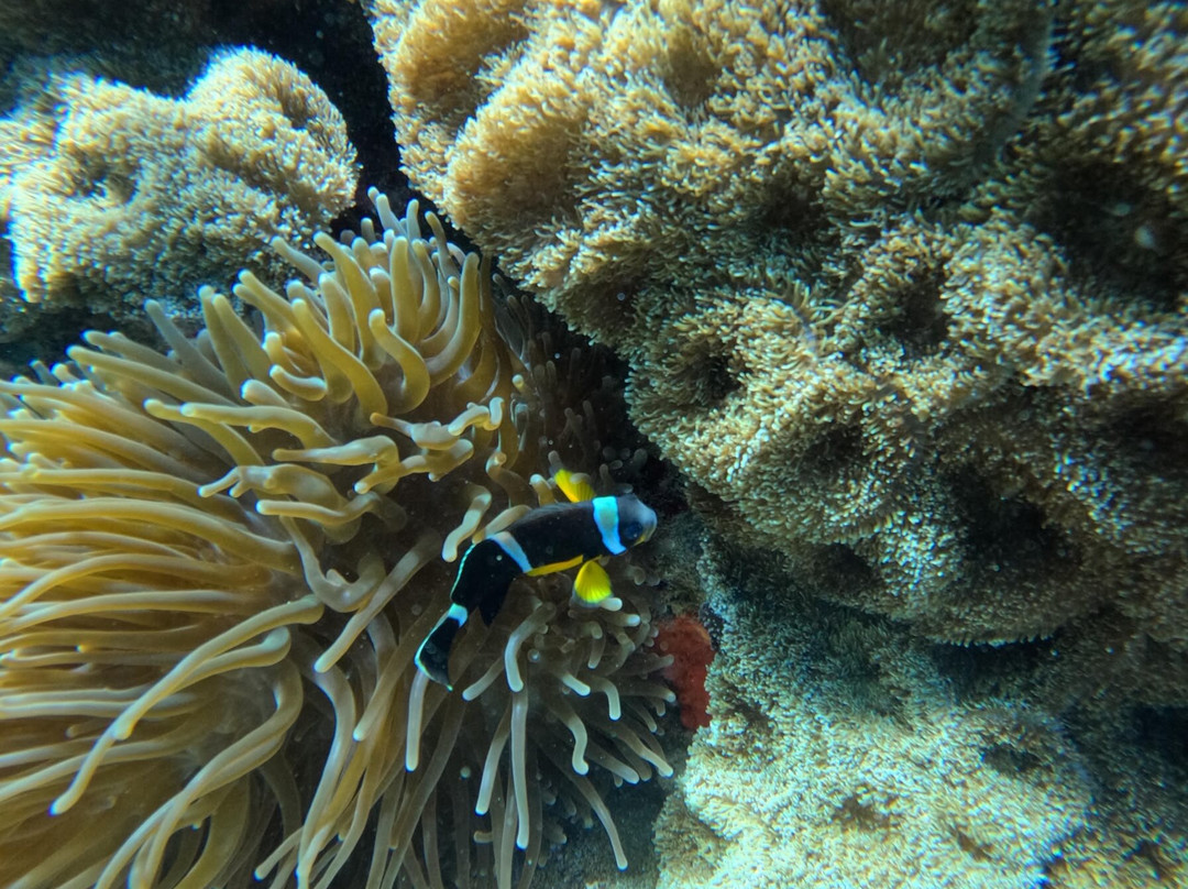 Just Diving-Bain Boeuf必去景点