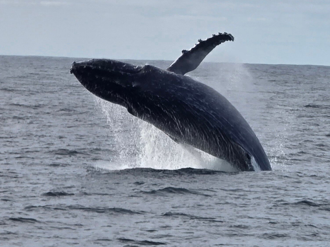 Go Whale Watching Sydney-悉尼必去景点