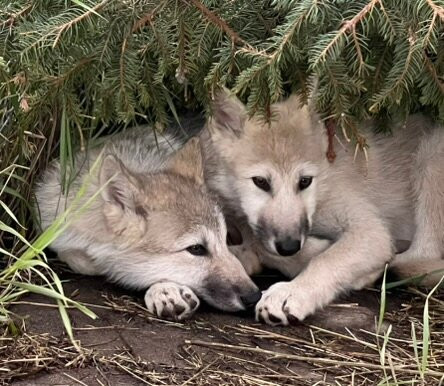 Howlers Inn Bed & Breakfast and Wolf Sanctuary主图