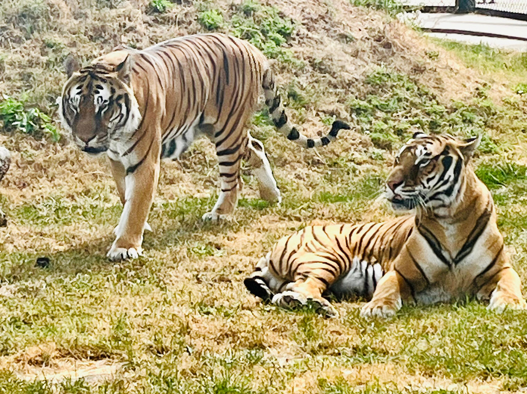 Wolds Wildlife Park-Horncastle必去景点