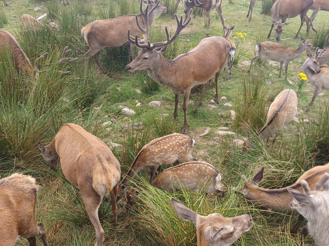 Bainloch Deer Park-Dalbeattie必去景点