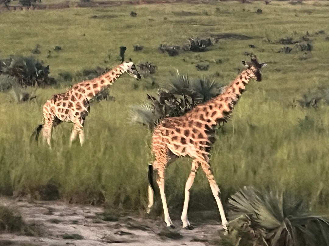 Northern Nature Safaris-Gulu必去景点