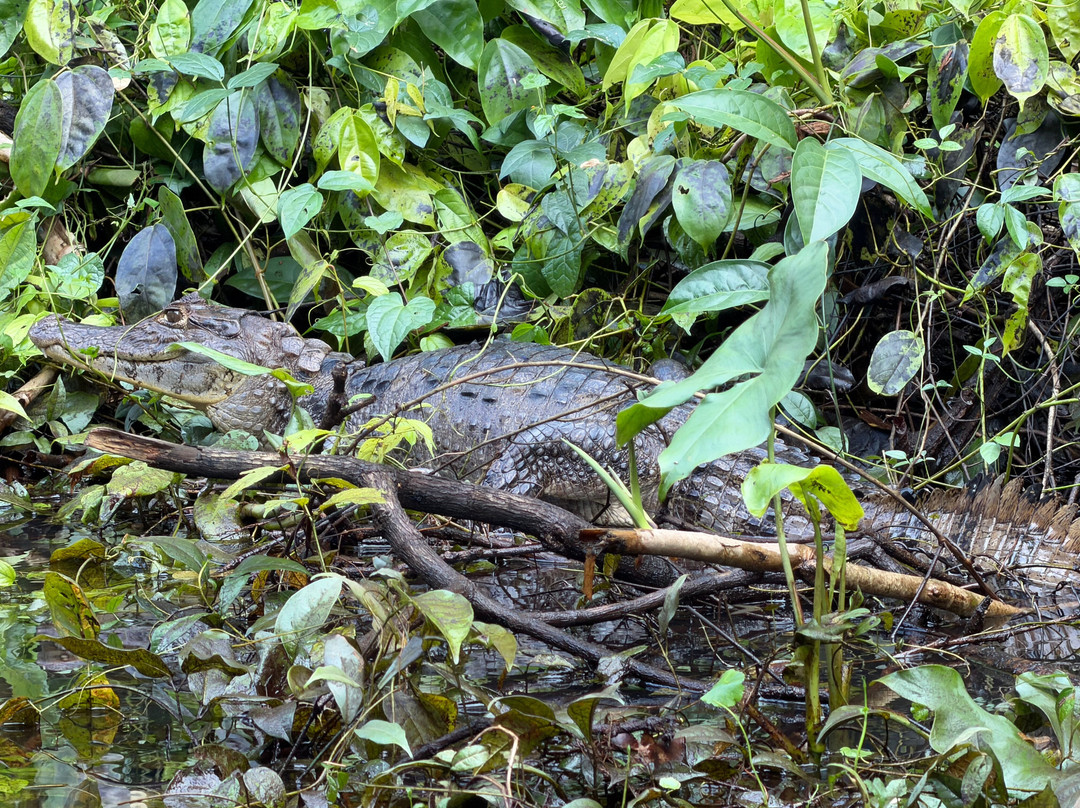Costa Rica Roots Tours-托图杰多必去景点
