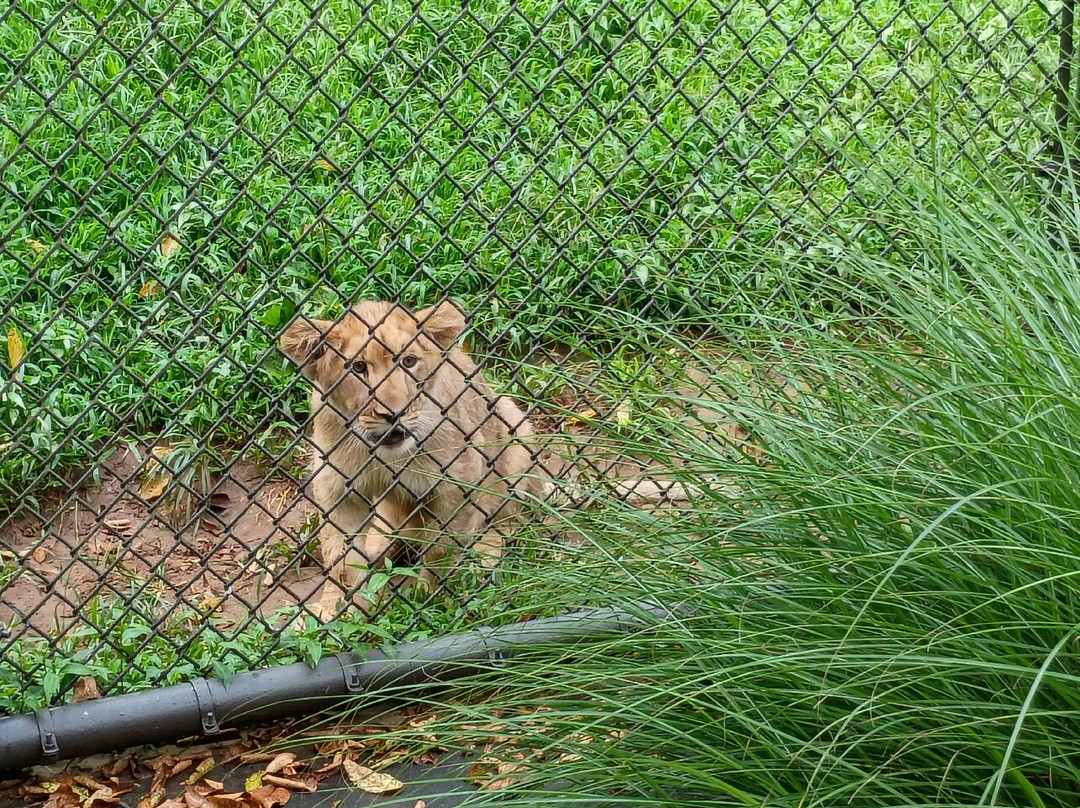 Zoo Knoxville-诺克斯维尔必去景点