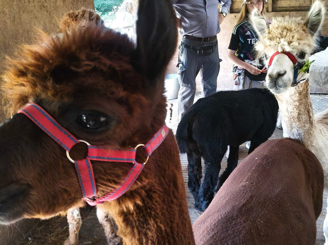 Colomendy Alpaca Farm-诺特霍普厅必去景点