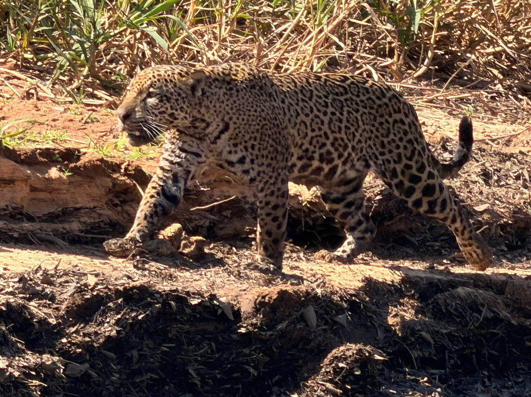 Journey With Jaguars-Porto Jofre必去景点