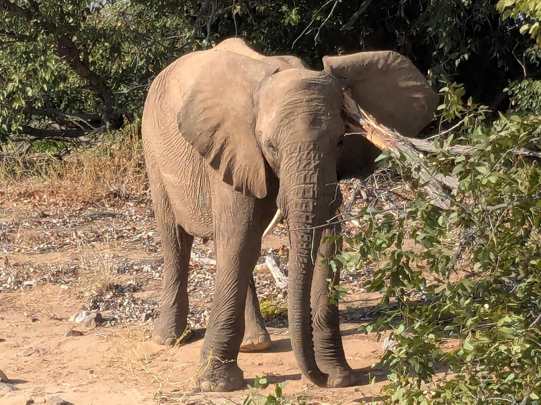 Twyfelfontein Elephant Drives-Palmwag必去景点