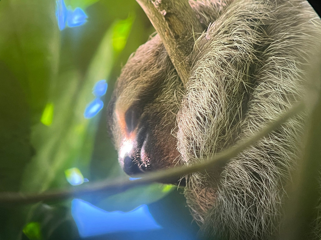 Corcovado Guia CR-希门尼斯港必去景点
