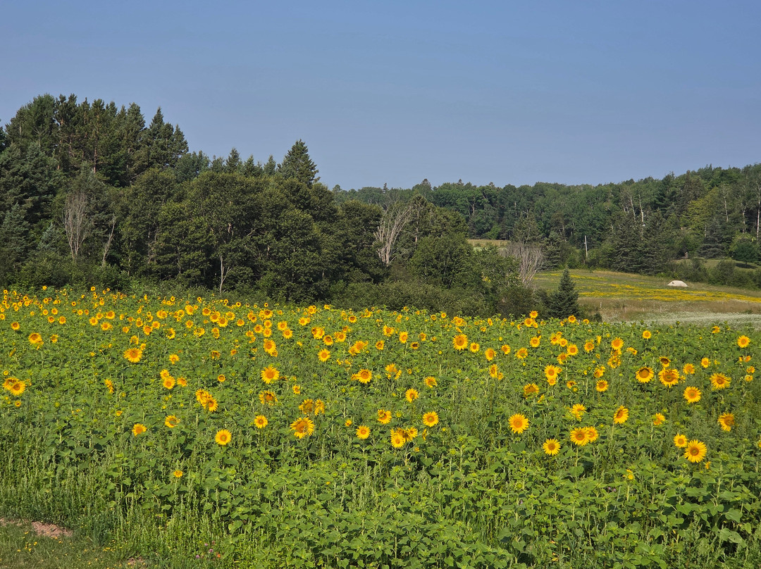 Brook Nadjiwon memorial sunflower garden