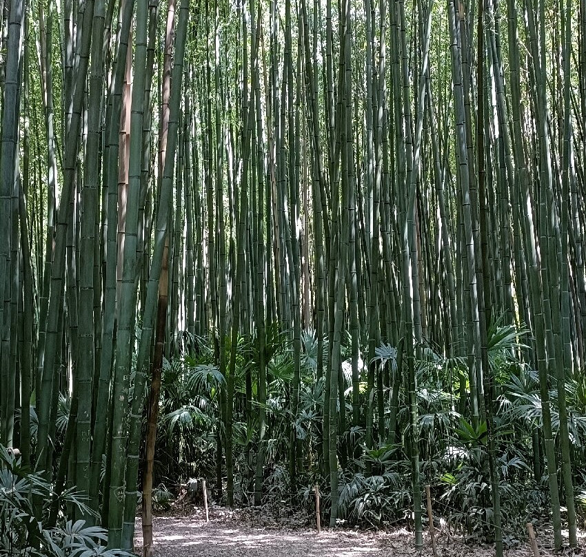 La Bambouseraie En Cévennes-Generargues必去景点