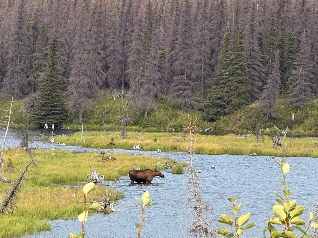Denali Fly Fishing Guides-坎特维尔必去景点