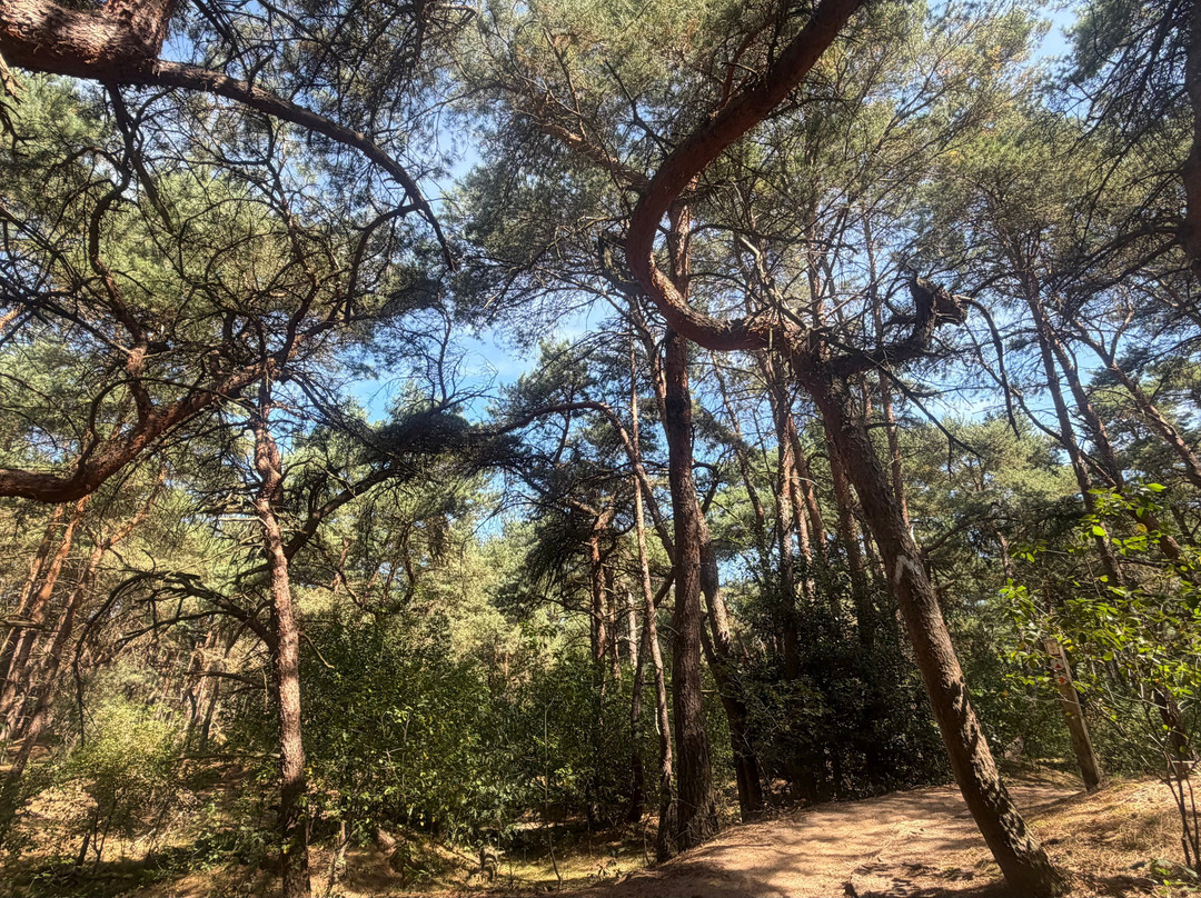 Uitkijktoren Lommelse Sahara-洛默尔必去景点