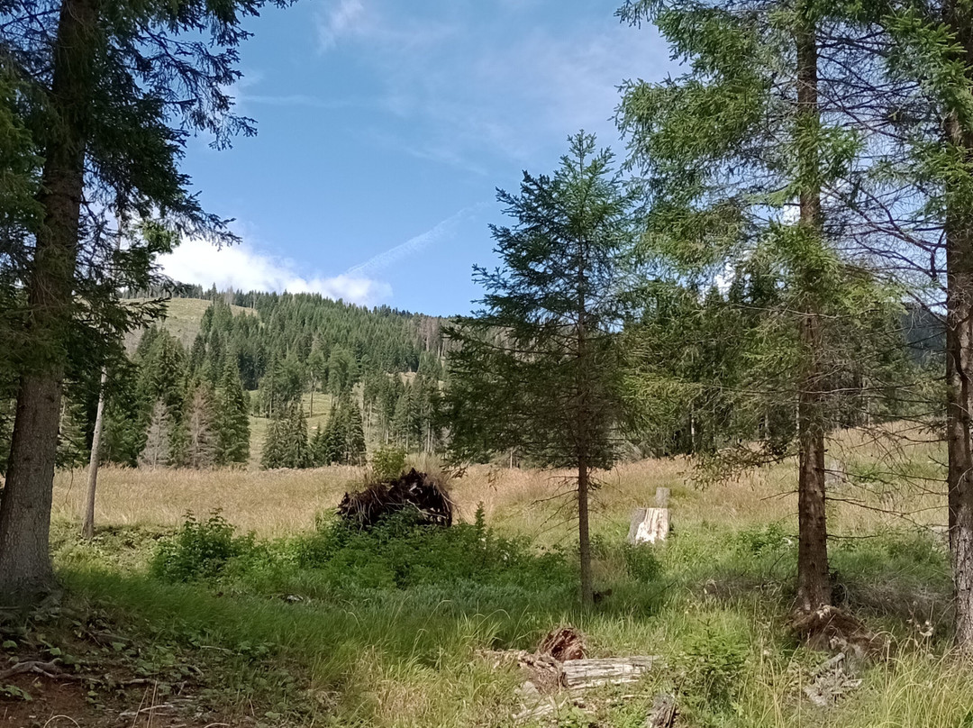 Parco Paneveggio - Pale di San Martino-普雷达佐必去景点