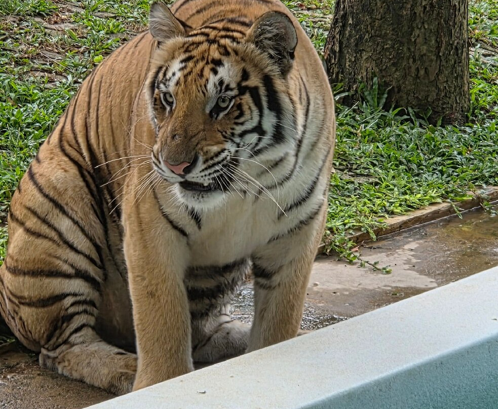 Tiger Kingdom Phuket-卡图必去景点