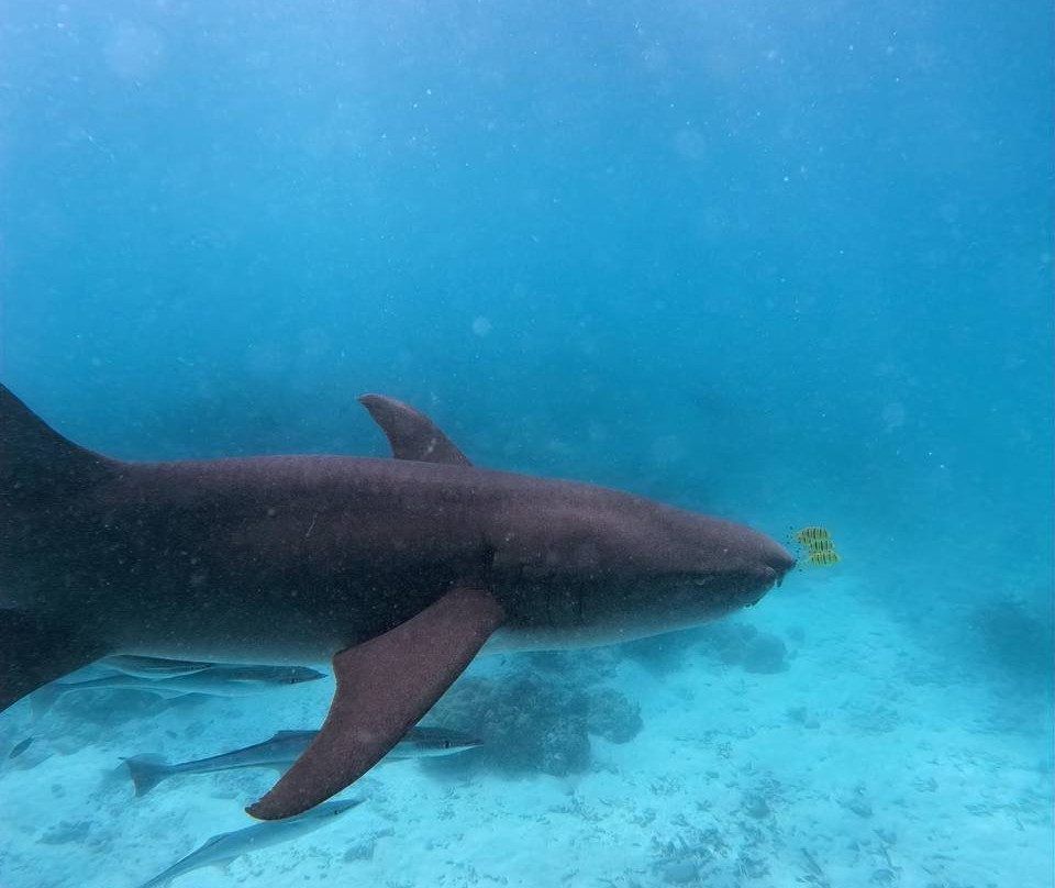 Himmafushi Scuba Adventure-Himmafushi Island必去景点