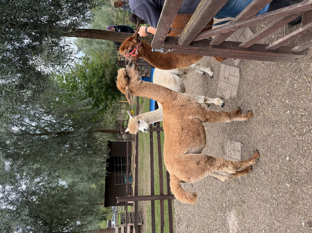 Blackwater Alpacas & Pygmy Goats-布伦特里必去景点