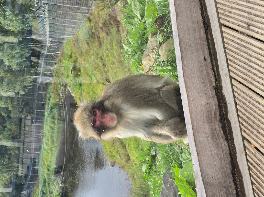 Highland Wildlife Park-Kincraig必去景点