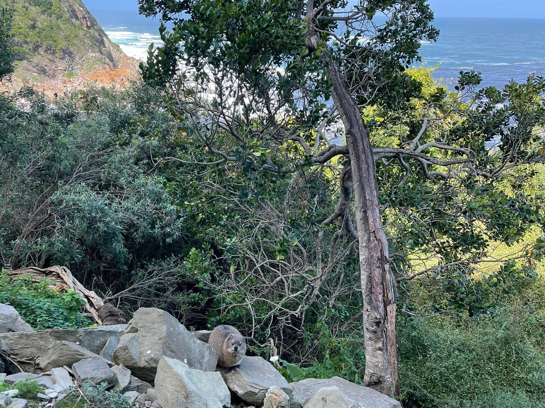 风暴河悬索桥-Tsitsikamma National Park必去景点