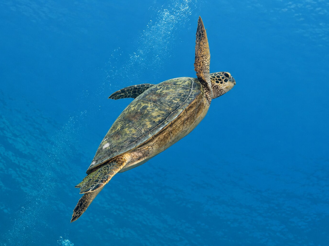 Moorea Fun Dive-Hauru必去景点