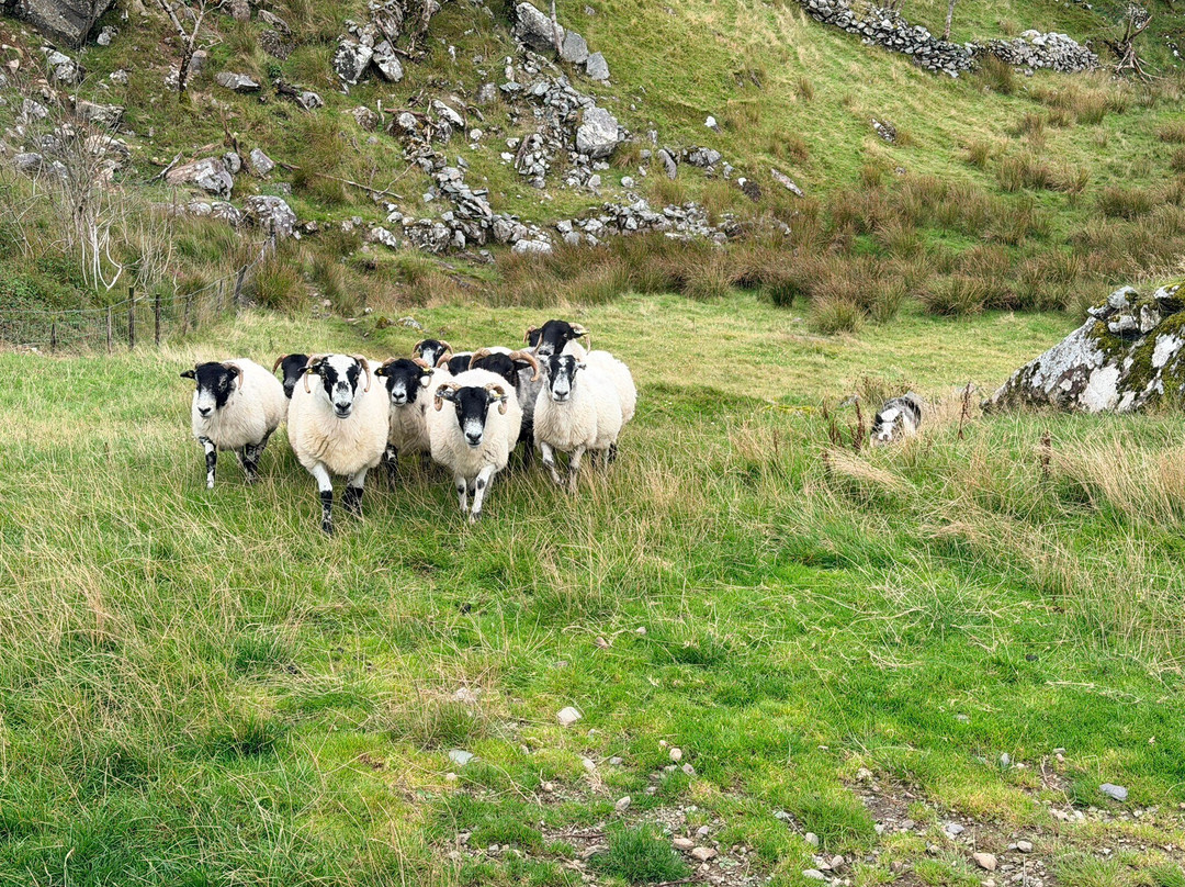 Kissane Sheep Farm-凯里郡必去景点