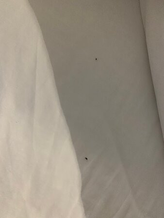 avid Hotel Fort Mill - Carowinds Blvd by IHG主图