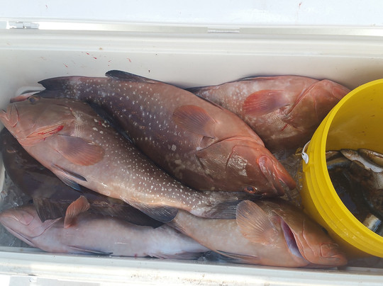 MacAttack Charters-迈尔斯堡海滩必去景点