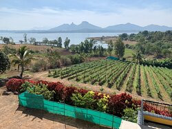 Vallonne Vineyards景点图片