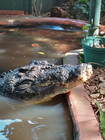 Marineland Melanesia Crocodile Habitat景点图片