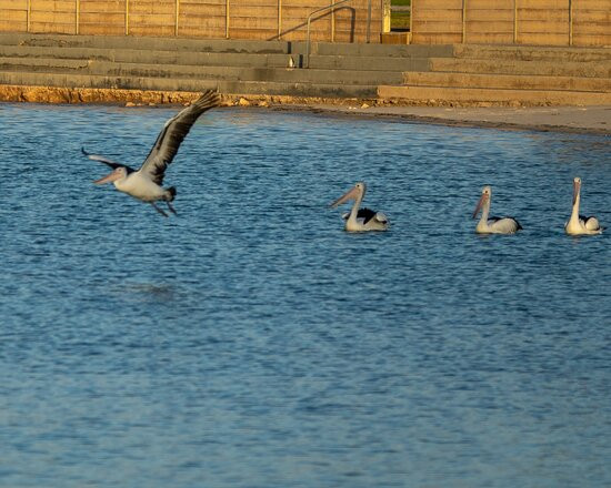 Port Vincent Motel & Apartments主图