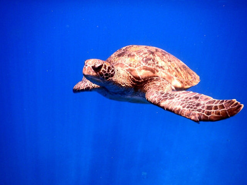 AquaSub-拉威必去景点