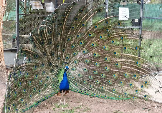 Fraser Coast Wildlife Sanctuary景点图片