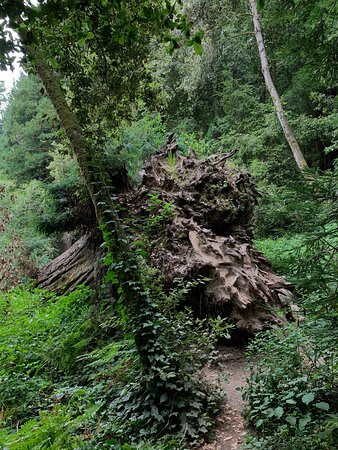 Forest of Nisene Marks State Park-阿普托斯必去景点