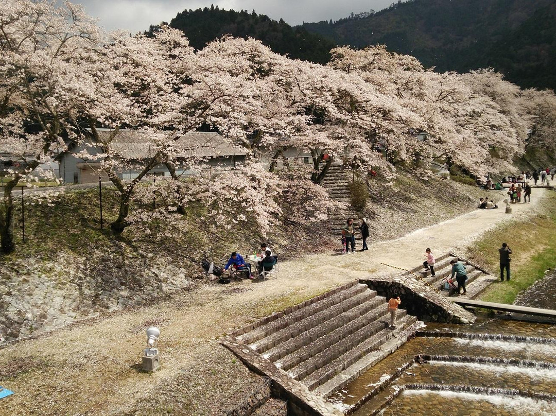 Ayukawa Sembon Sakura景点图片