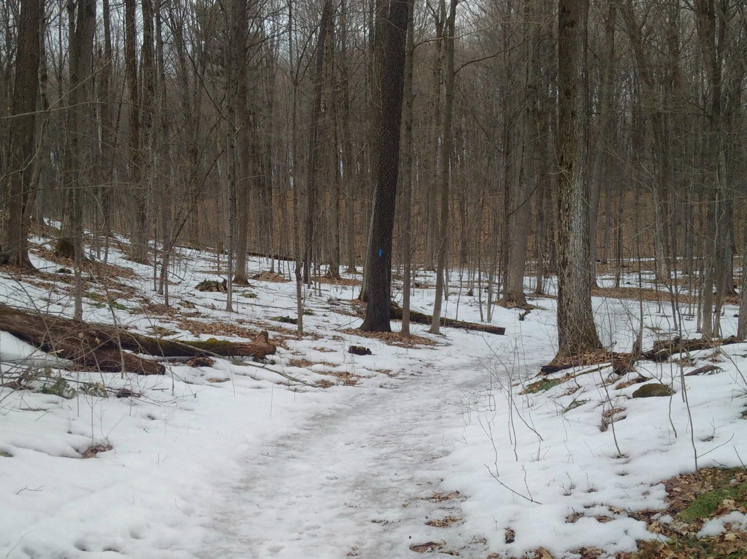 Glen Major Forest & Walker Woods景点图片